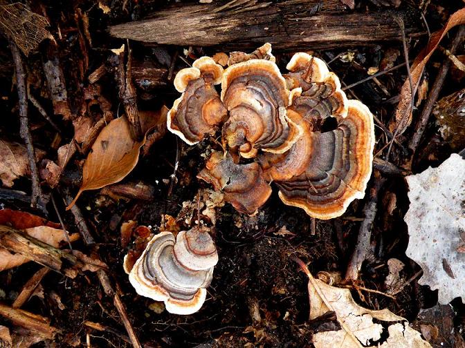 Trametes (Trametes versicolor)